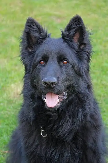 pedigree Long coated Black German shepherd puppies for sale