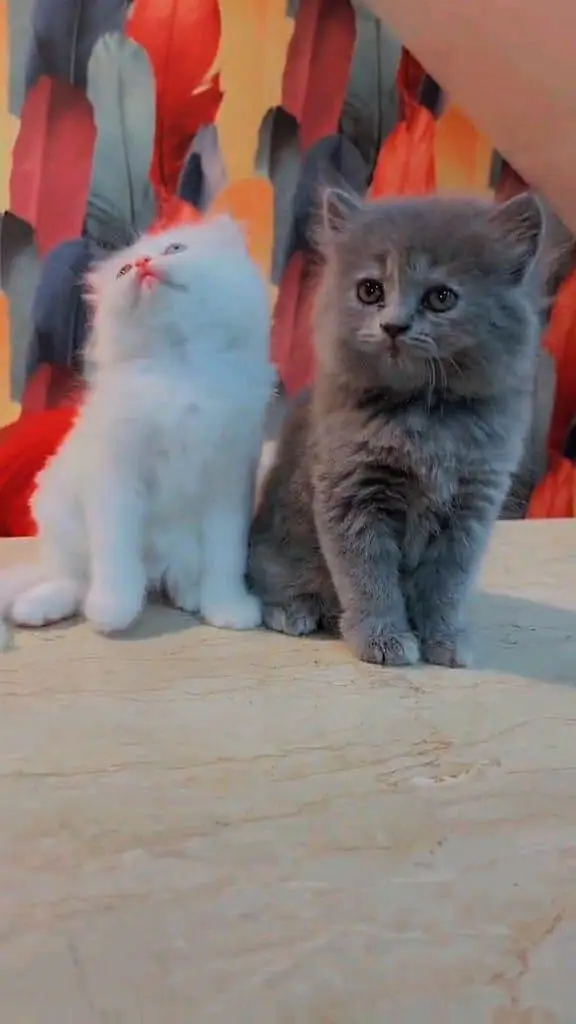 Persian panch face cat and kitten ariant for sale — photo 3