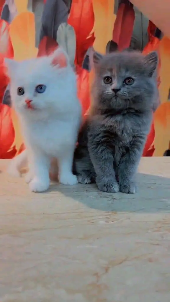 Persian panch face cat and kitten ariant for sale — photo 4