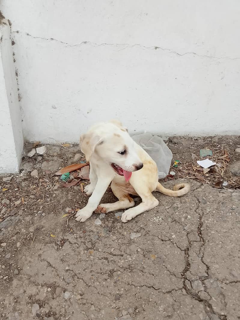 dog bully 1