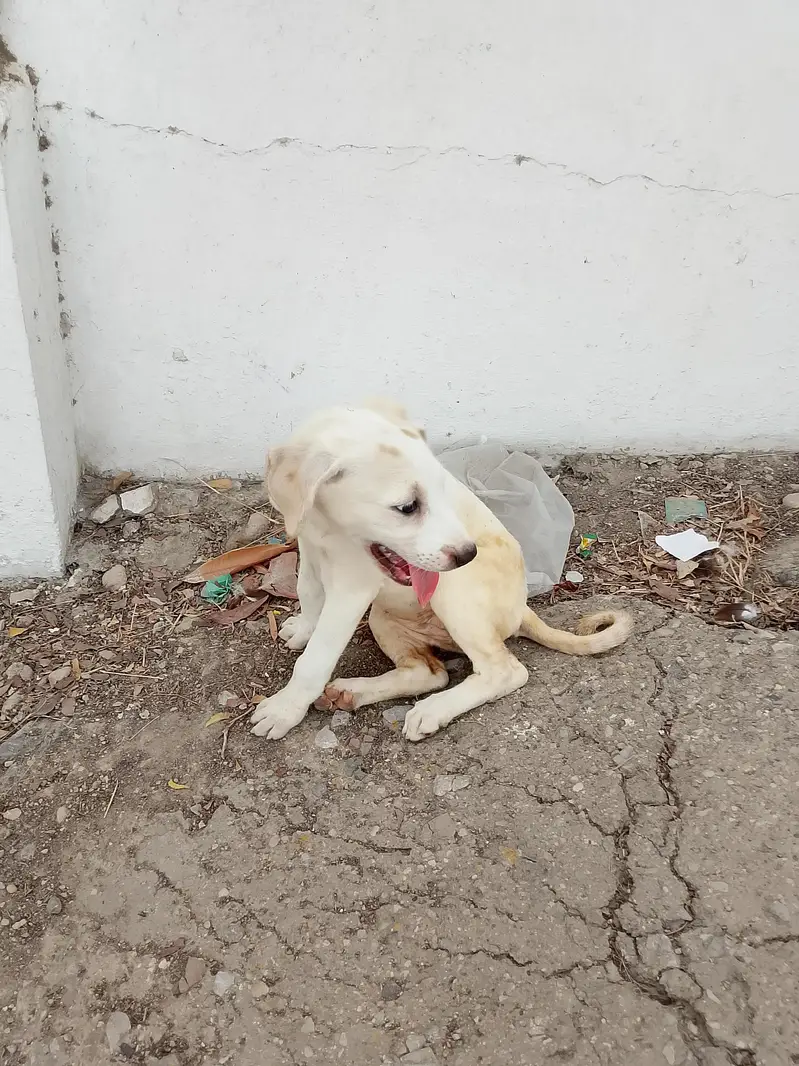 dog bully — photo 2