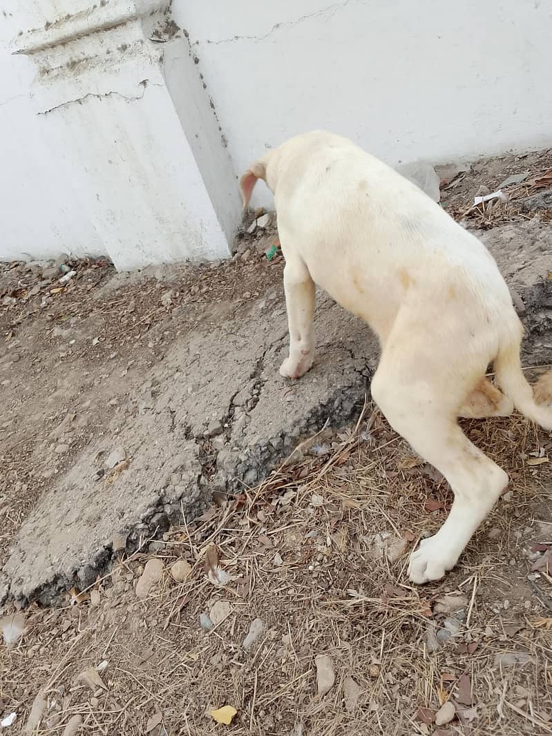 dog bully 3
