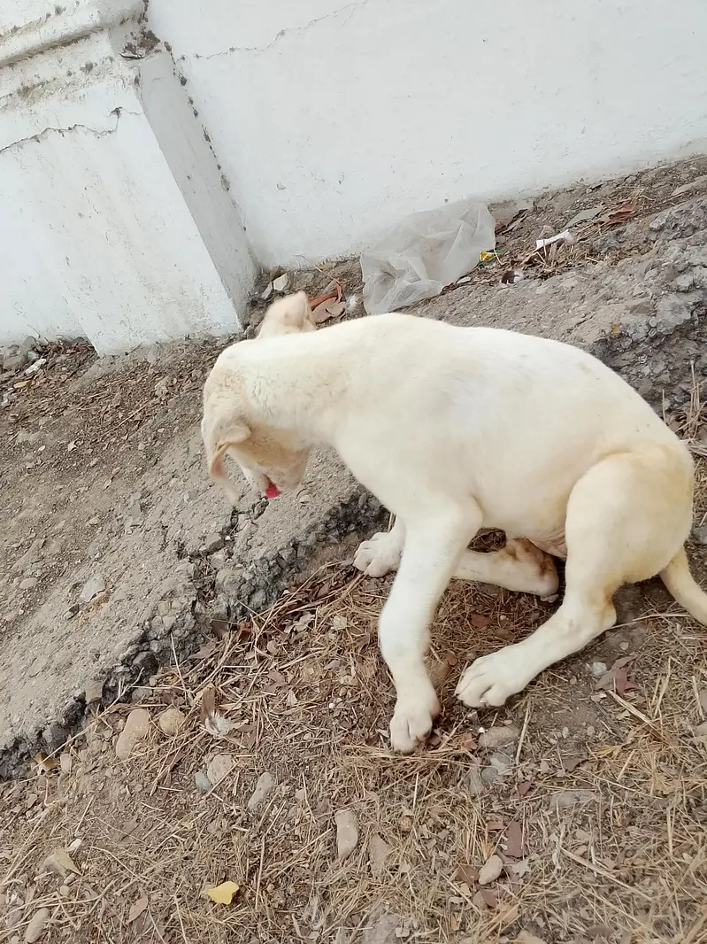 dog bully — photo 5
