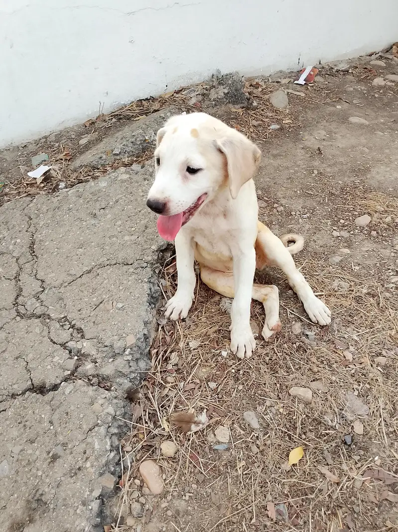 dog bully — photo 6