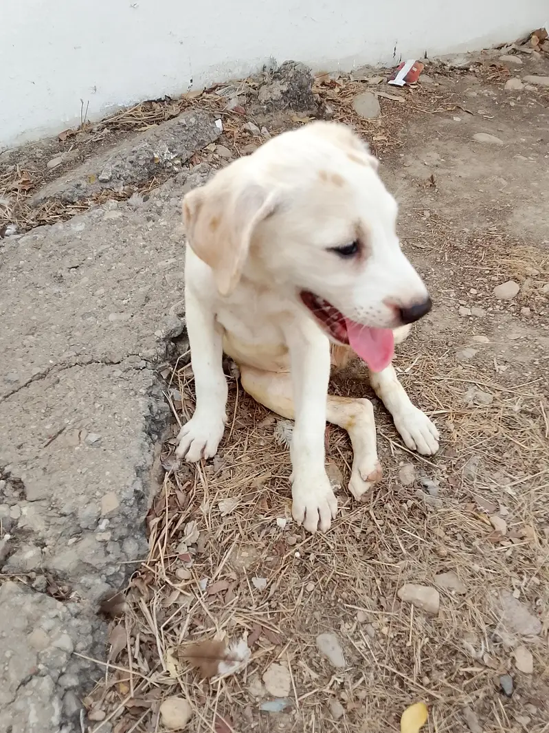 dog bully — photo 7
