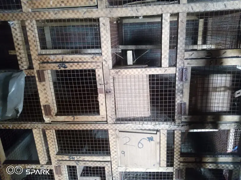 10 portion wooden cage with boxes  03008531005 — photo 3