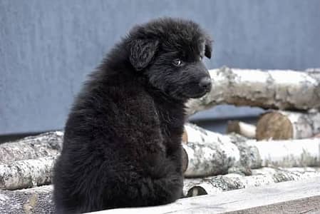 Black German shepherd puppies for sale