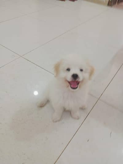 shitzu puppies