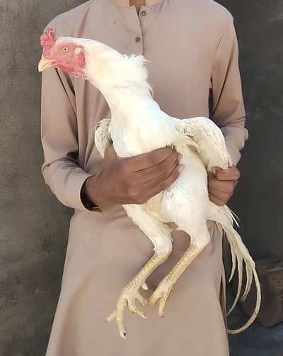Paper white Hera aseel murga