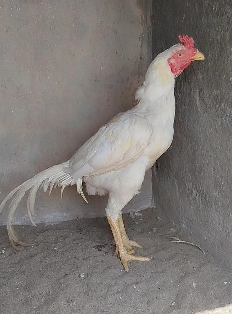 Paper white Hera aseel murga — photo 3