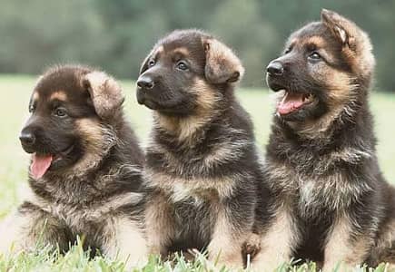 German shepherd puppies for sale