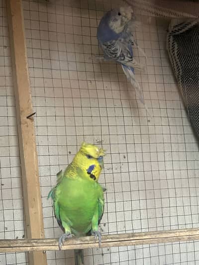 Hogoromo budgies pair.