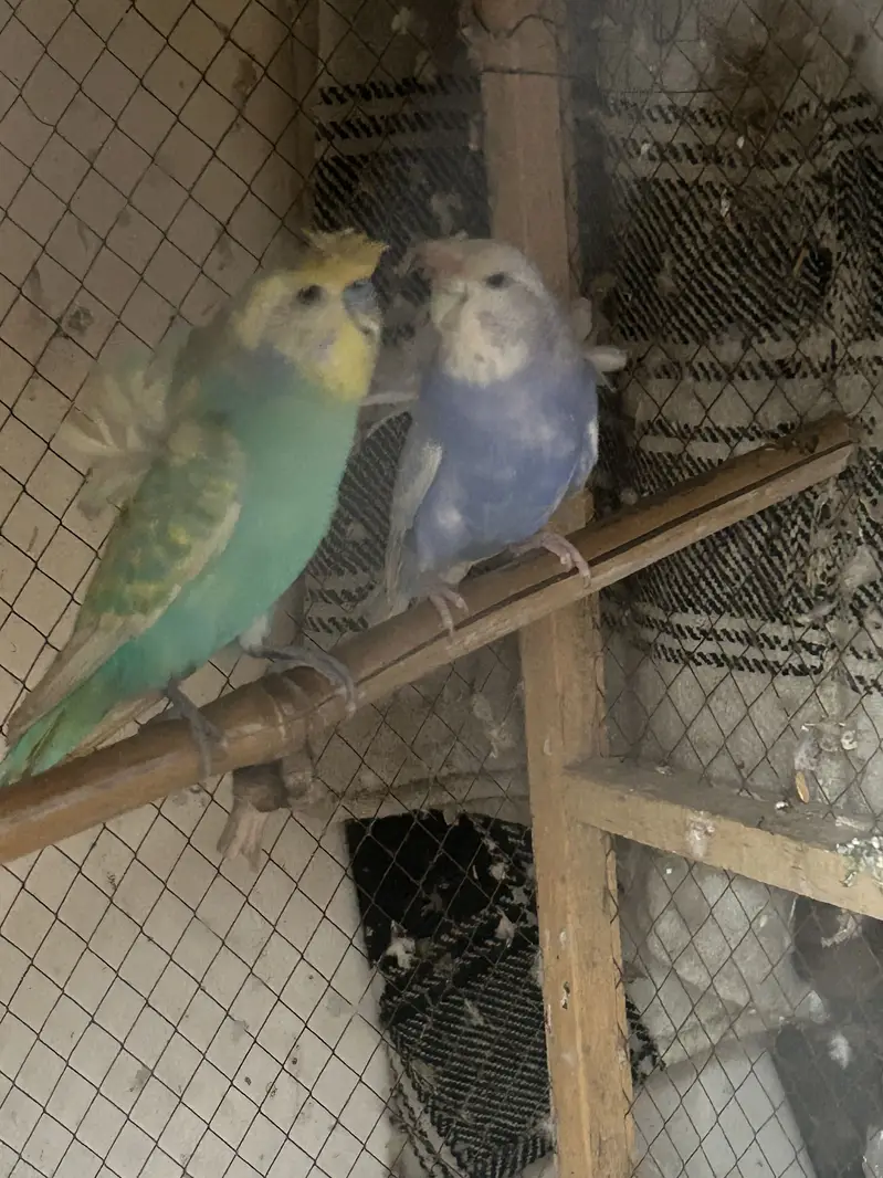 Hogoromo budgies pair. — photo 2
