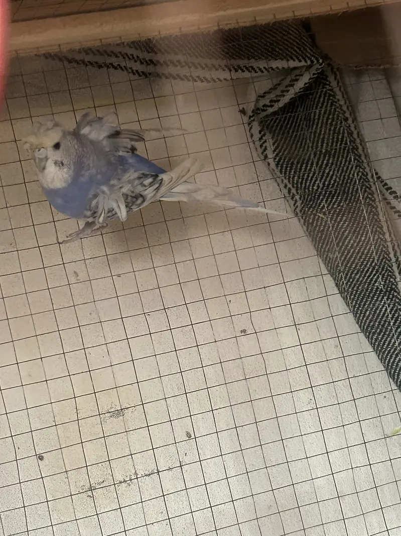 Hogoromo budgies pair. — photo 3