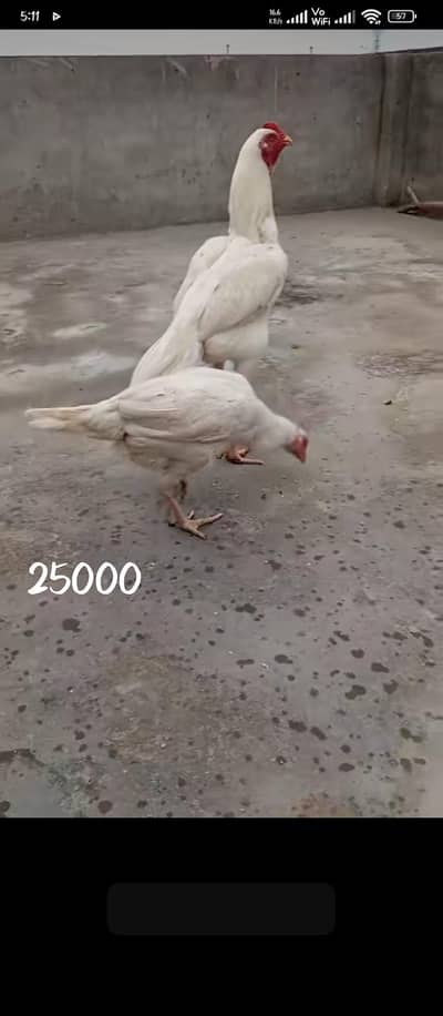 chiks