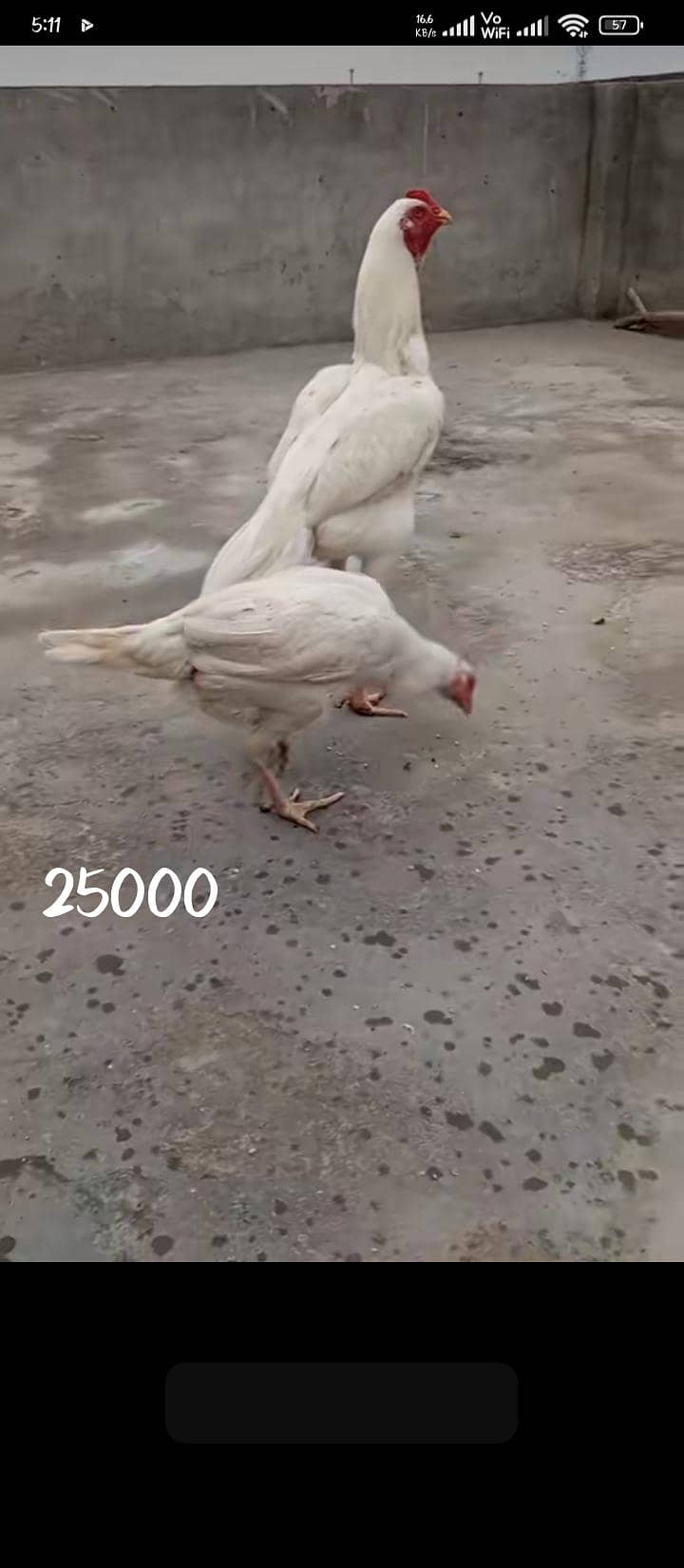 chiks 0