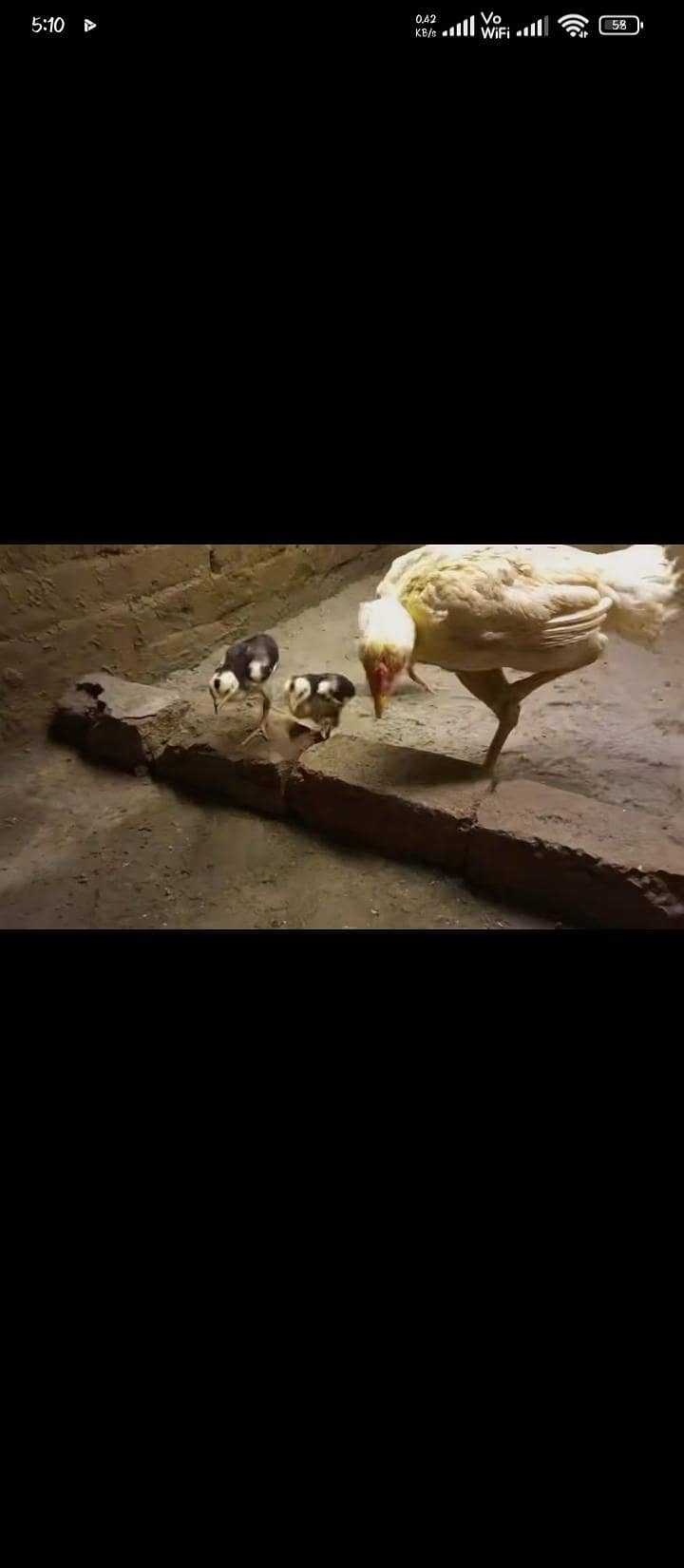 chiks 5
