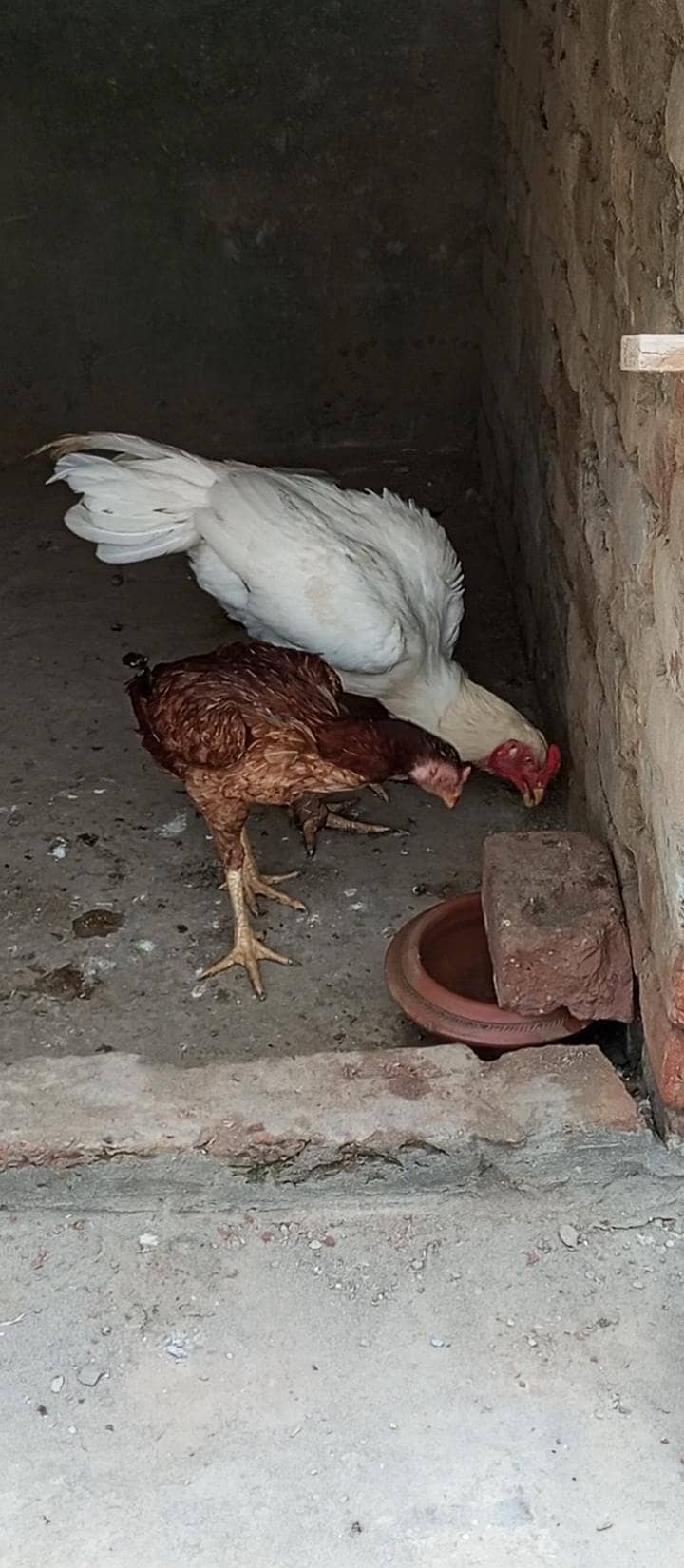 chiks 6