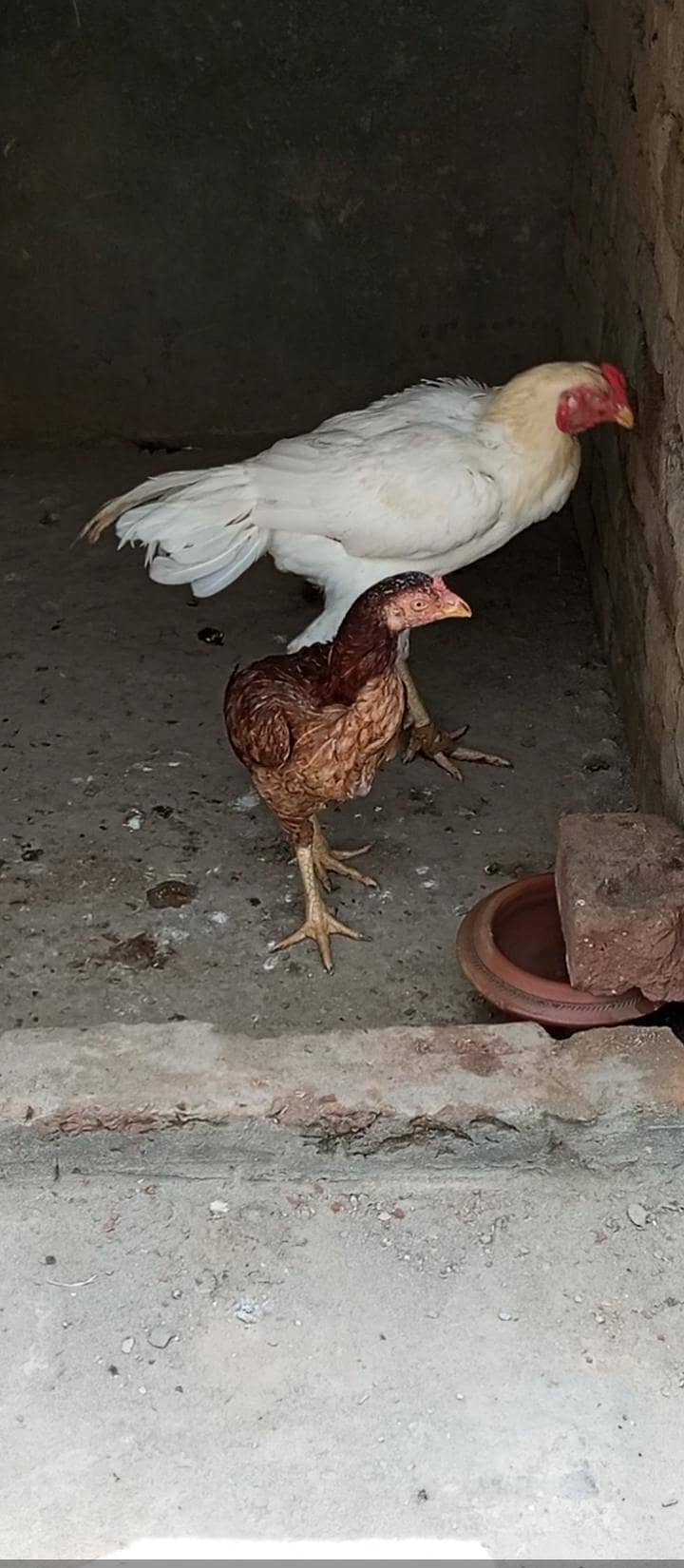 chiks 7