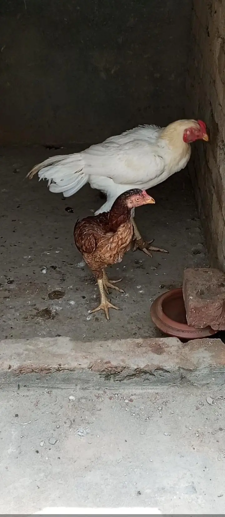 chiks — photo 8