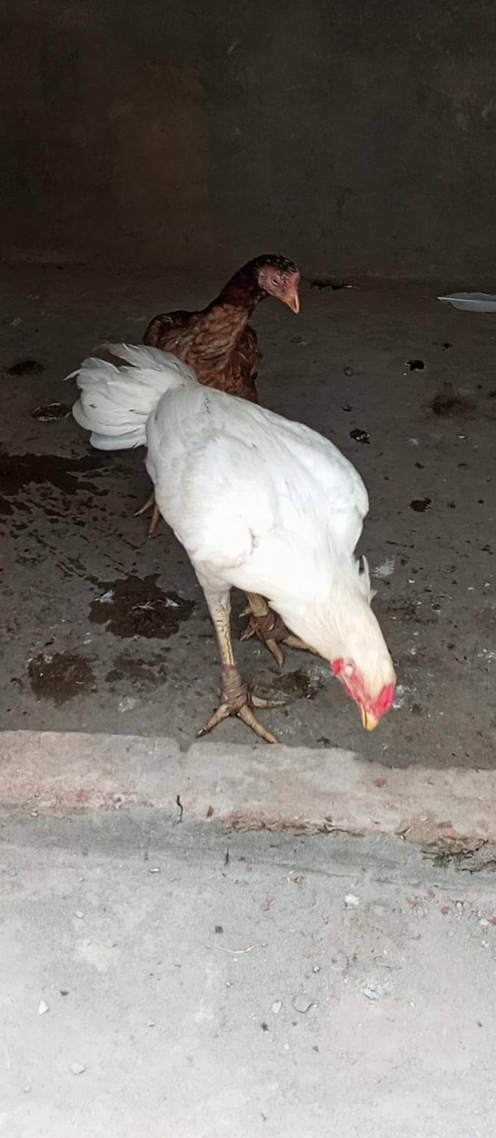 chiks 8