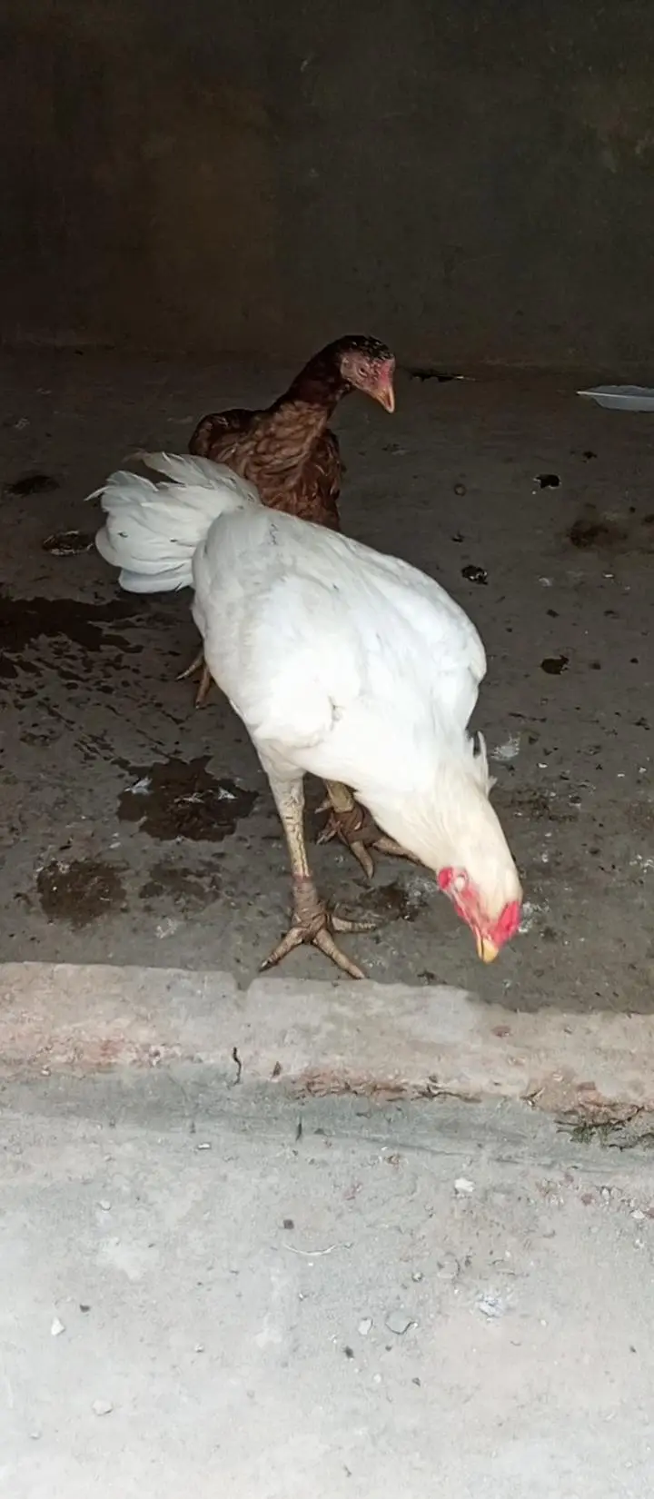 chiks — photo 9