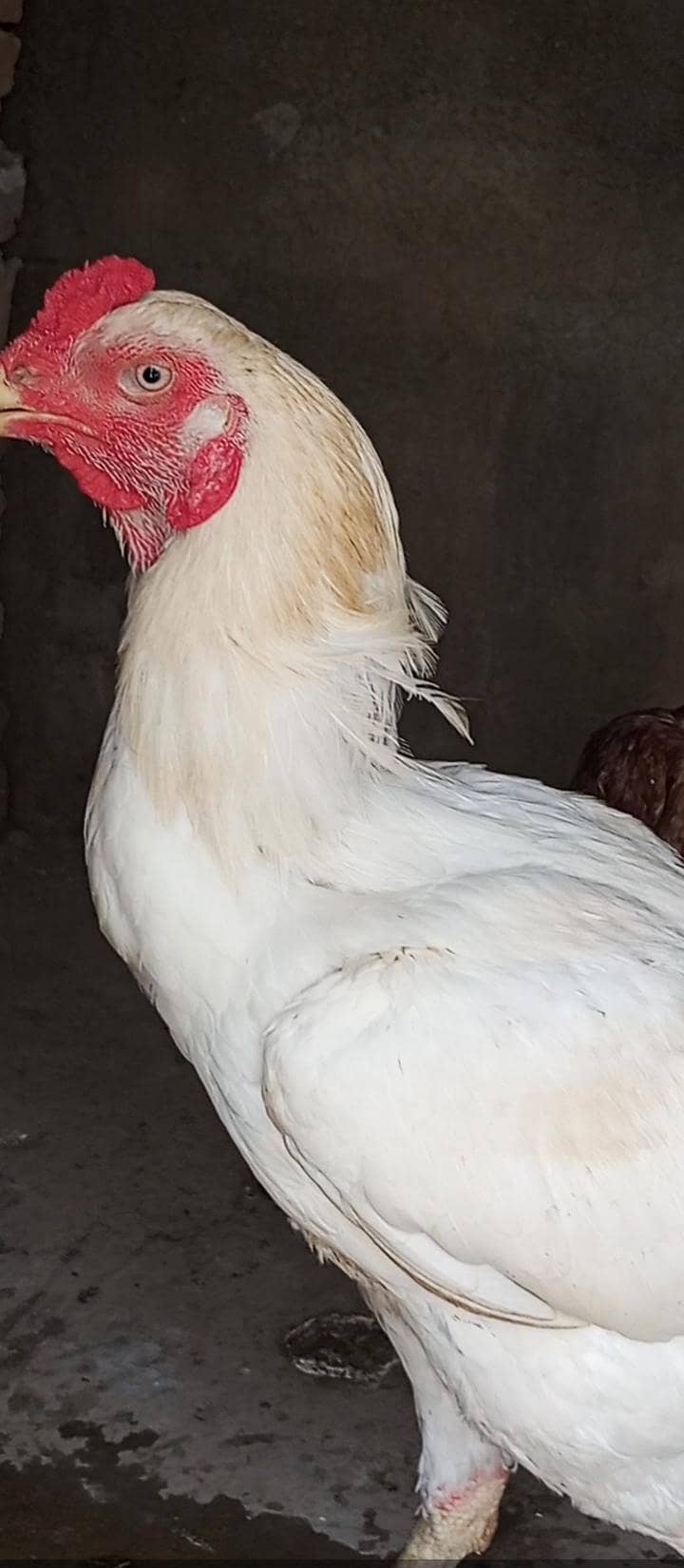 chiks 9