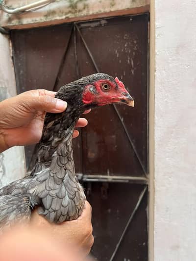 aseel vatnaam cross female
