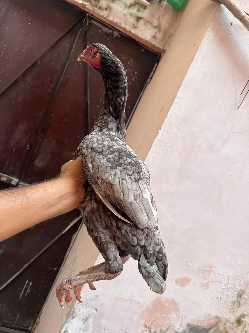 aseel vatnaam cross female — photo 4