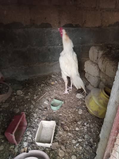 he era aseel for sale 03472666478