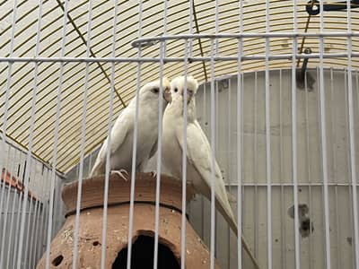 Budgies Red eyes big pair