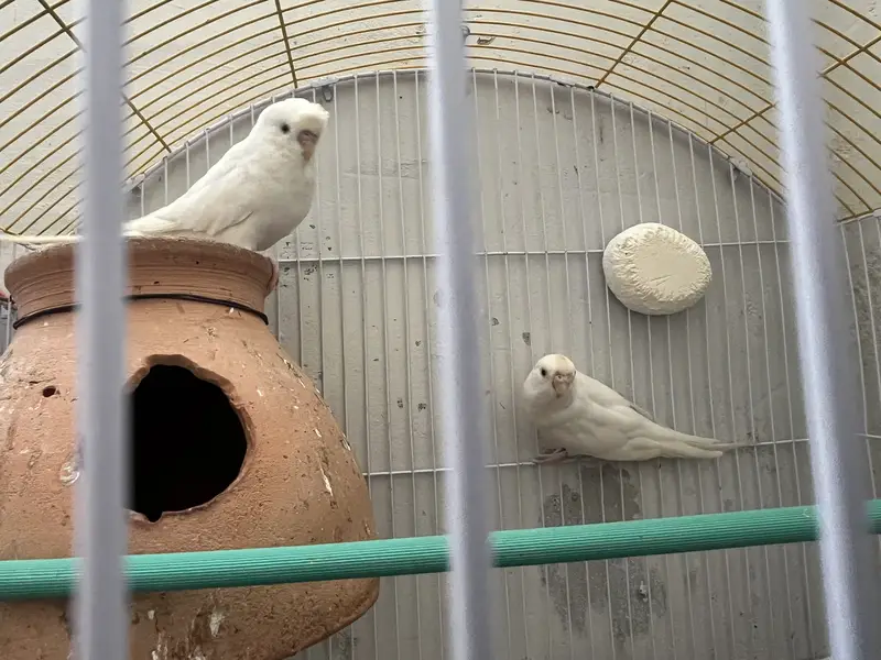 Budgies Red eyes big pair — photo 2