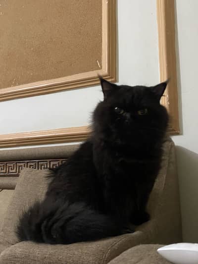 Persian cat double coated