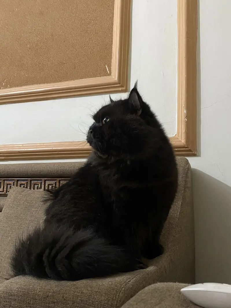 Persian cat double coated — photo 2