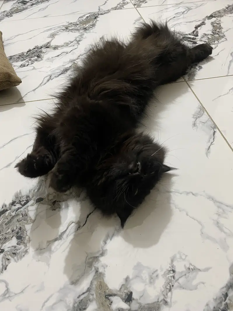 Persian cat double coated — photo 3