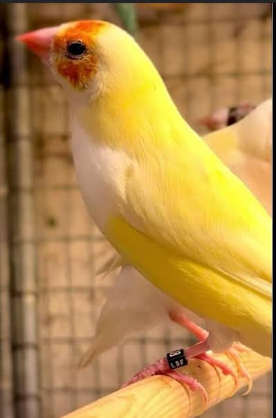 Yellow Gouldian Females