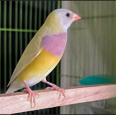 Yellow Gouldian Females