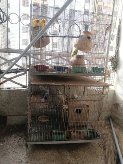 7 budgies, all healthy, breeder, 1 hand tamed cocktail, and 3 lovebird