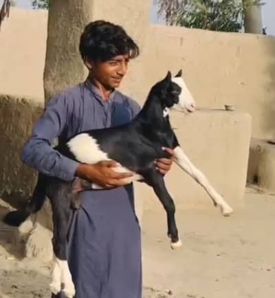Ablak Tedda bakra
