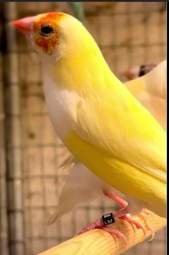 Yellow Gouldian Females — photo 2