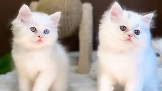 Persian panch face cat and kitten ariant for sale