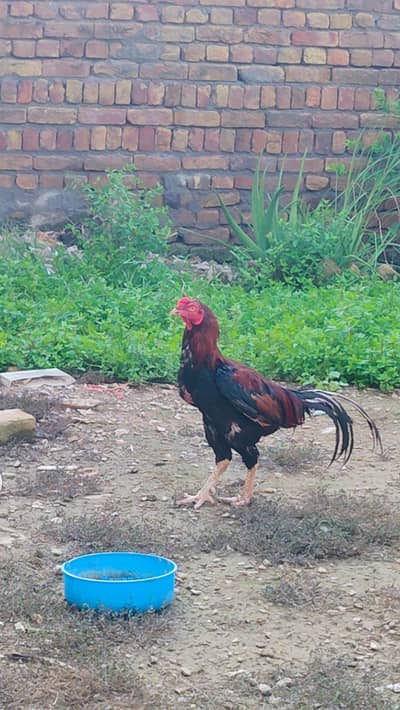 Aseel mian wali murga for sale no exchange