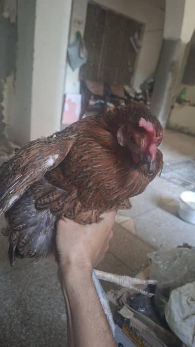 Golden Misri Hen for Sale - Urgent Sale + Exchange with budgies