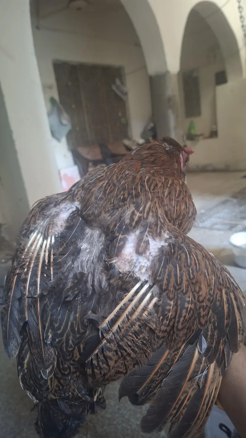 Golden Misri Hen for Sale - Urgent Sale + Exchange with budgies — photo 2