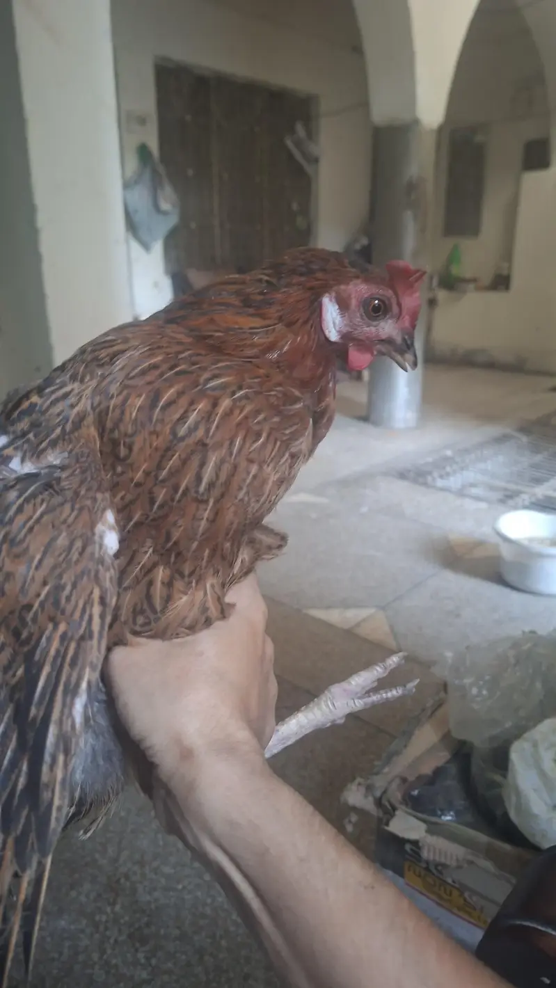 Golden Misri Hen for Sale - Urgent Sale + Exchange with budgies — photo 3