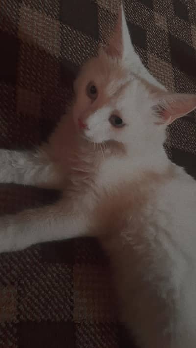 White Persian female cat