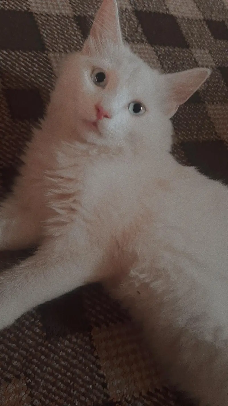 White Persian female cat — photo 2