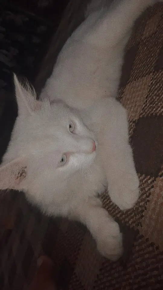 White Persian female cat — photo 3