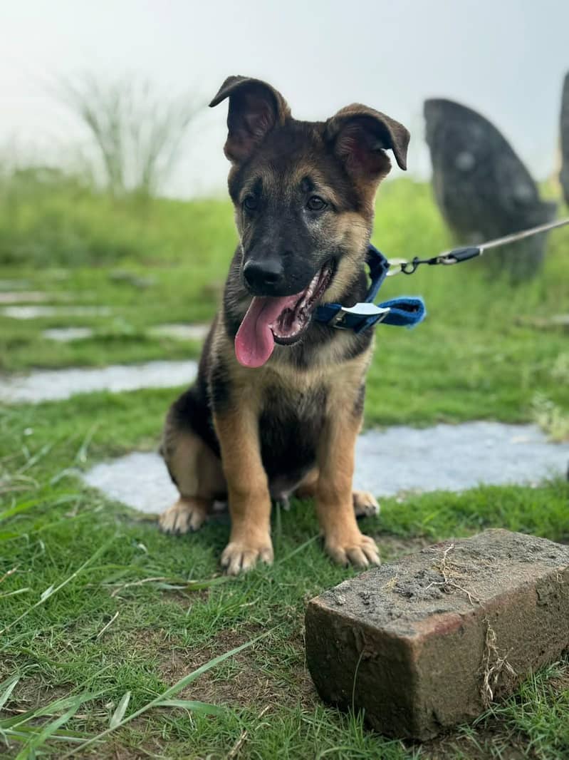 german shepherd 0