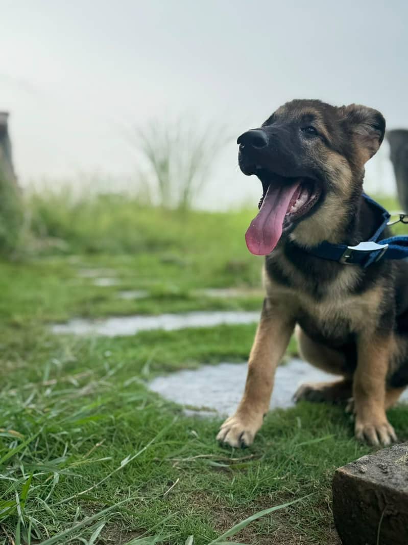 german shepherd 1